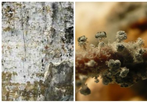 mucegai pe pereti cum arata