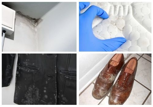 mucegai pe pereti, la coltul ferestrei pe haine si incaltaminte