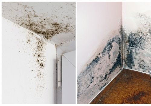 mucegai pe pereti si la coltul ferestrei